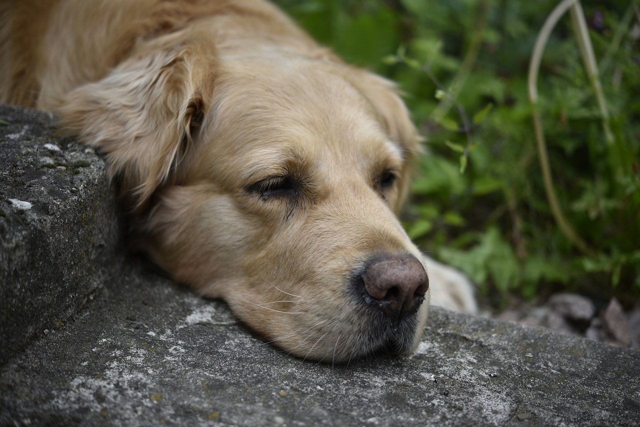 Šuo, Naminis Gyvūnėlis, Auksaspalvis Retriveris, Gyvūnas, Retriveris, Auksinė Retriverio Galvutė, Hundeportrait, Didelis Šuo, Gyvūnų Portretas, Šunų Portretas