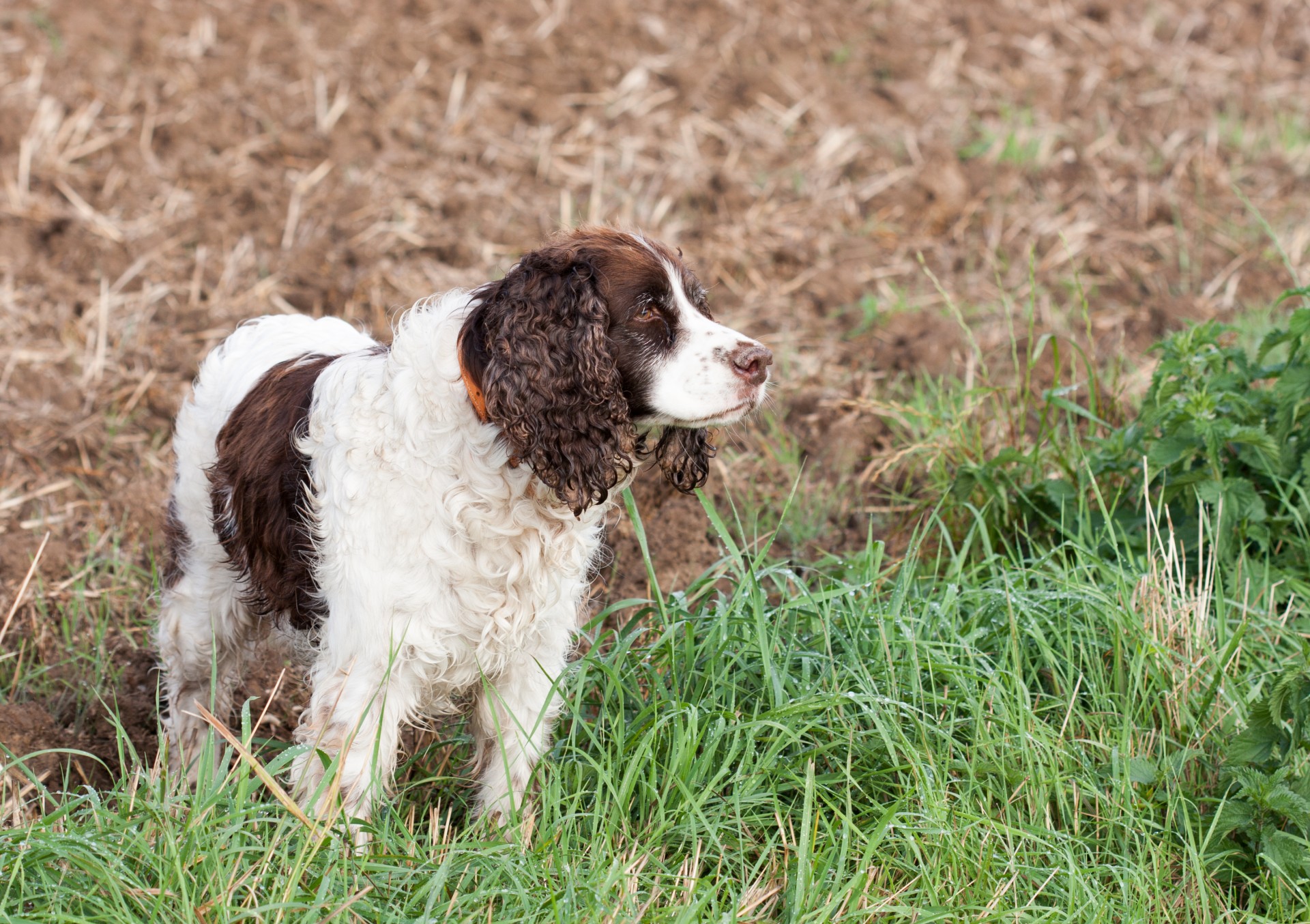 Šuo,  Spanielis,  Springeris,  Springeris & Nbsp,  Spanielis,  English & Nbsp,  Springer & Nbsp,  Spaniel,  Naminis Gyvūnėlis,  Gyvūnas