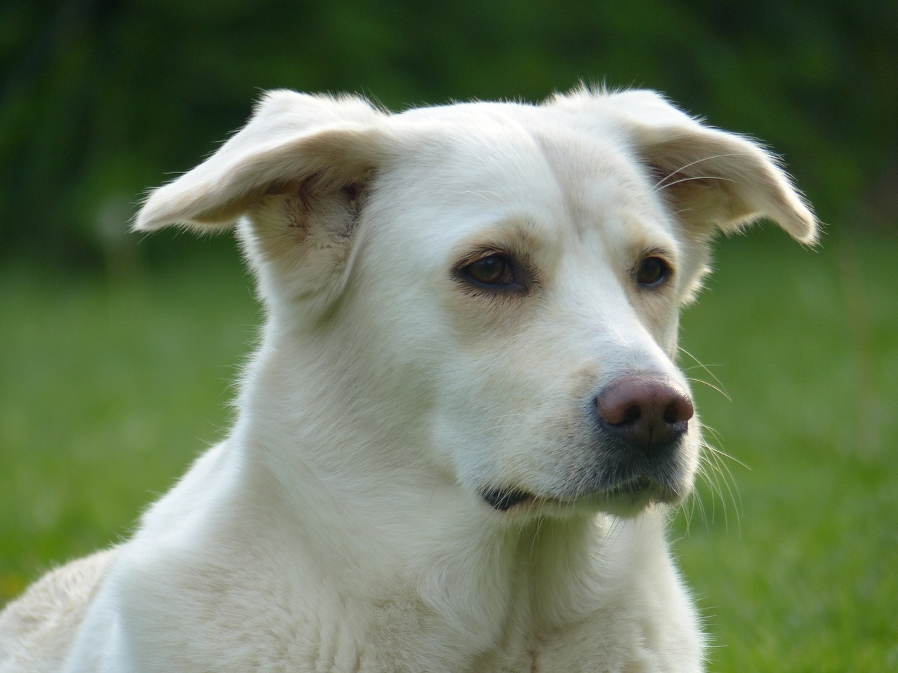 Šuo, Balta, Naminis Gyvūnėlis, Portretas, Nemokamos Nuotraukos,  Nemokama Licenzija