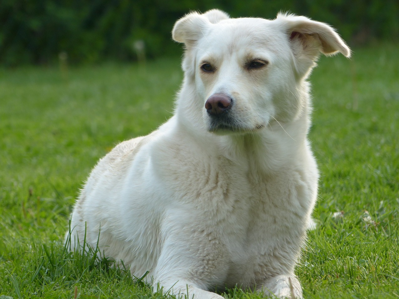 Šuo, Balta, Naminis Gyvūnėlis, Gyvūnas, Nemokamos Nuotraukos,  Nemokama Licenzija