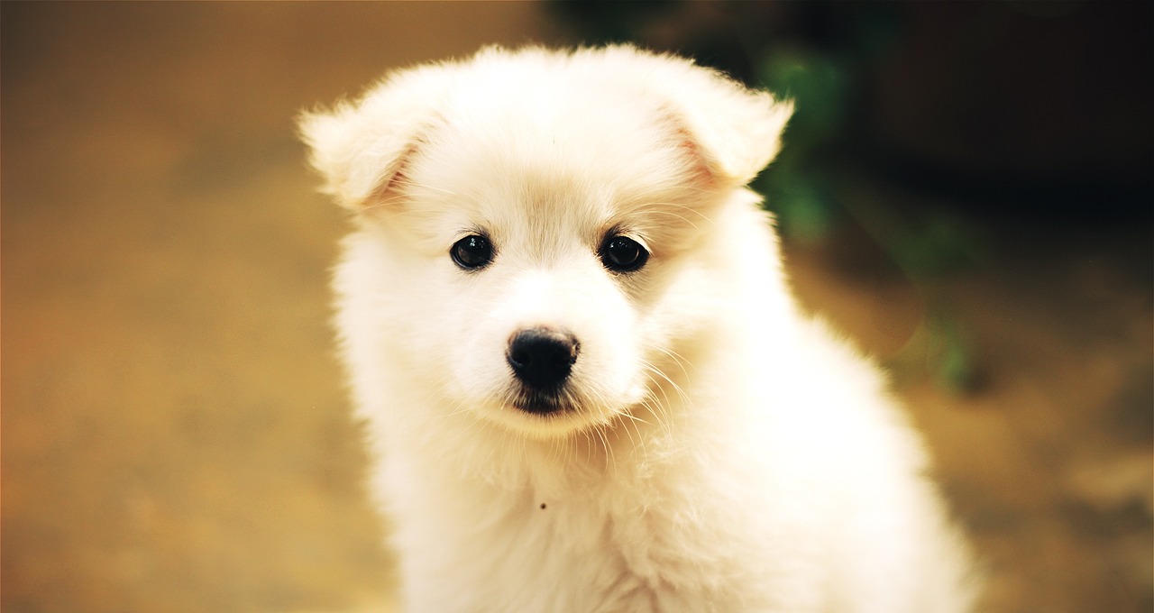 Šuo, Šuniukas, Mielas, Žavinga, Naminis Gyvūnėlis, Mielas Šuniukas, Balta, Šuniukas, Mažas, Kailis