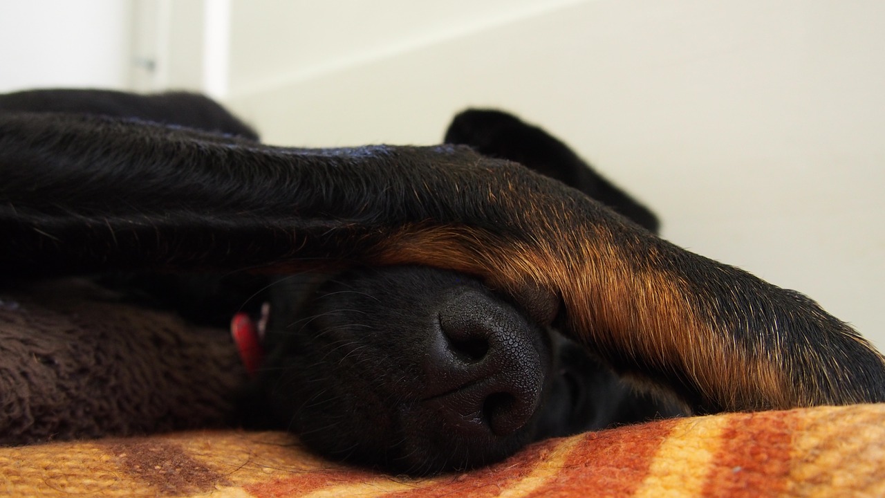 Šuo, Mieguistas, Miegoti, Augintiniai, Nemokamos Nuotraukos,  Nemokama Licenzija