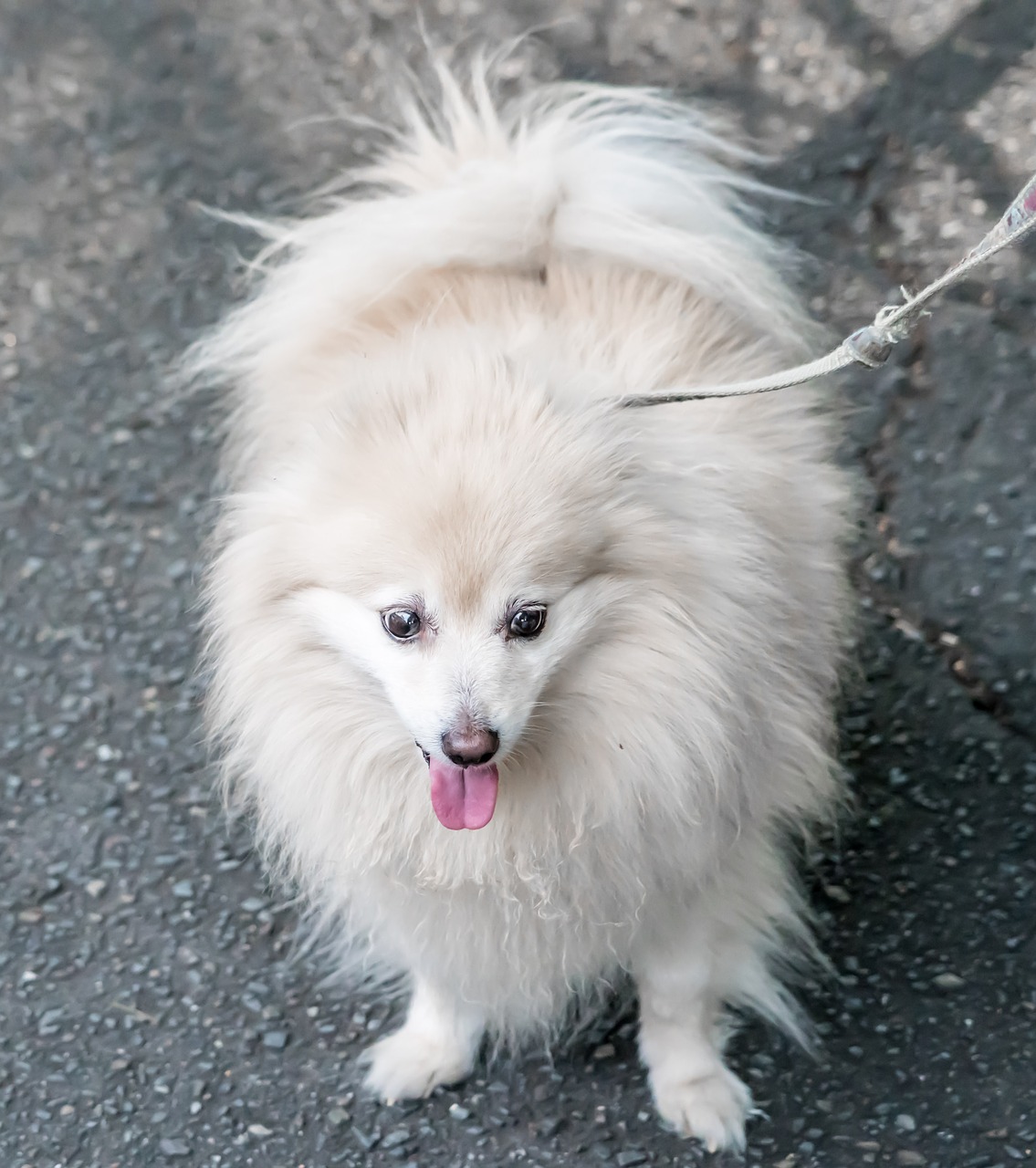 Šuo, Pomeranijos, Balta, Mielas, Naminis Gyvūnėlis, Šunys, Gyvūnas, Pūkuotas, Žinduolis, Veislė