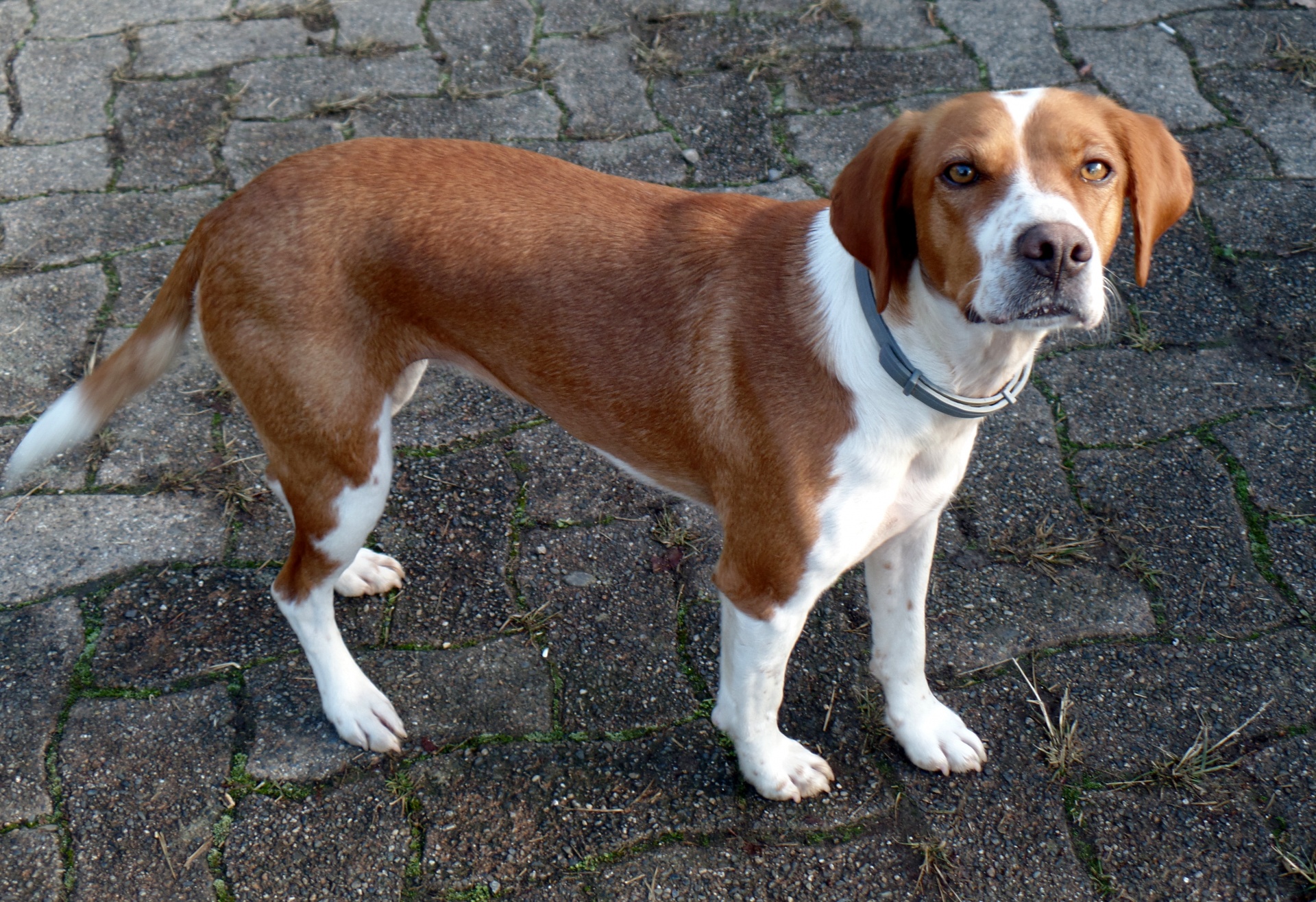 Beagle,  Medžioklė & Nbsp,  Šuo,  Auksinės Akys,  Vidutinio Dydžio & Nbsp,  Šuo,  Šuo & Nbsp,  Nuolatinis & Nbsp,  Pavėsu & Nbsp,  Vairuoti