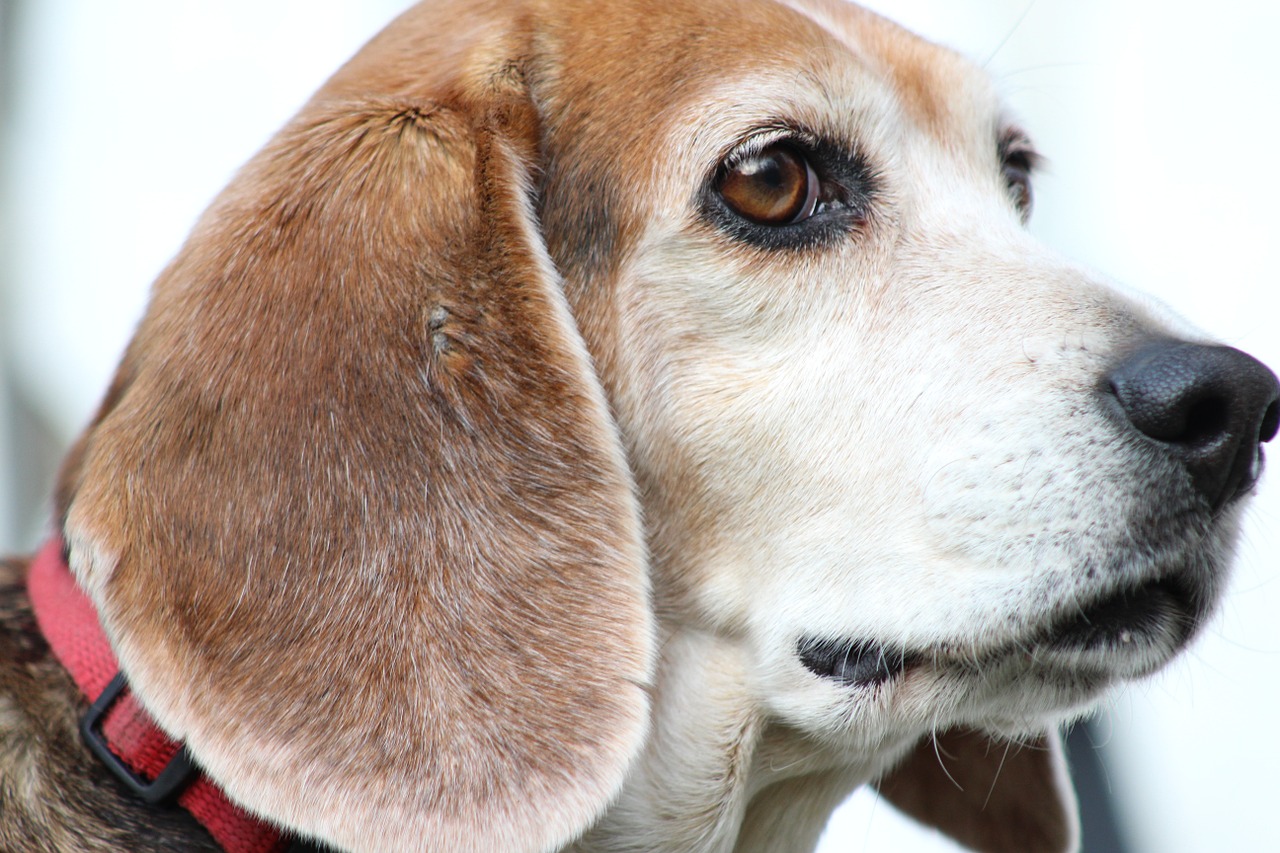 Šuo, Beagle, Didingas, Gamta, Mielas, Naminis Gyvūnėlis, Gyvūnas, Šunys, Lauke, Veislė