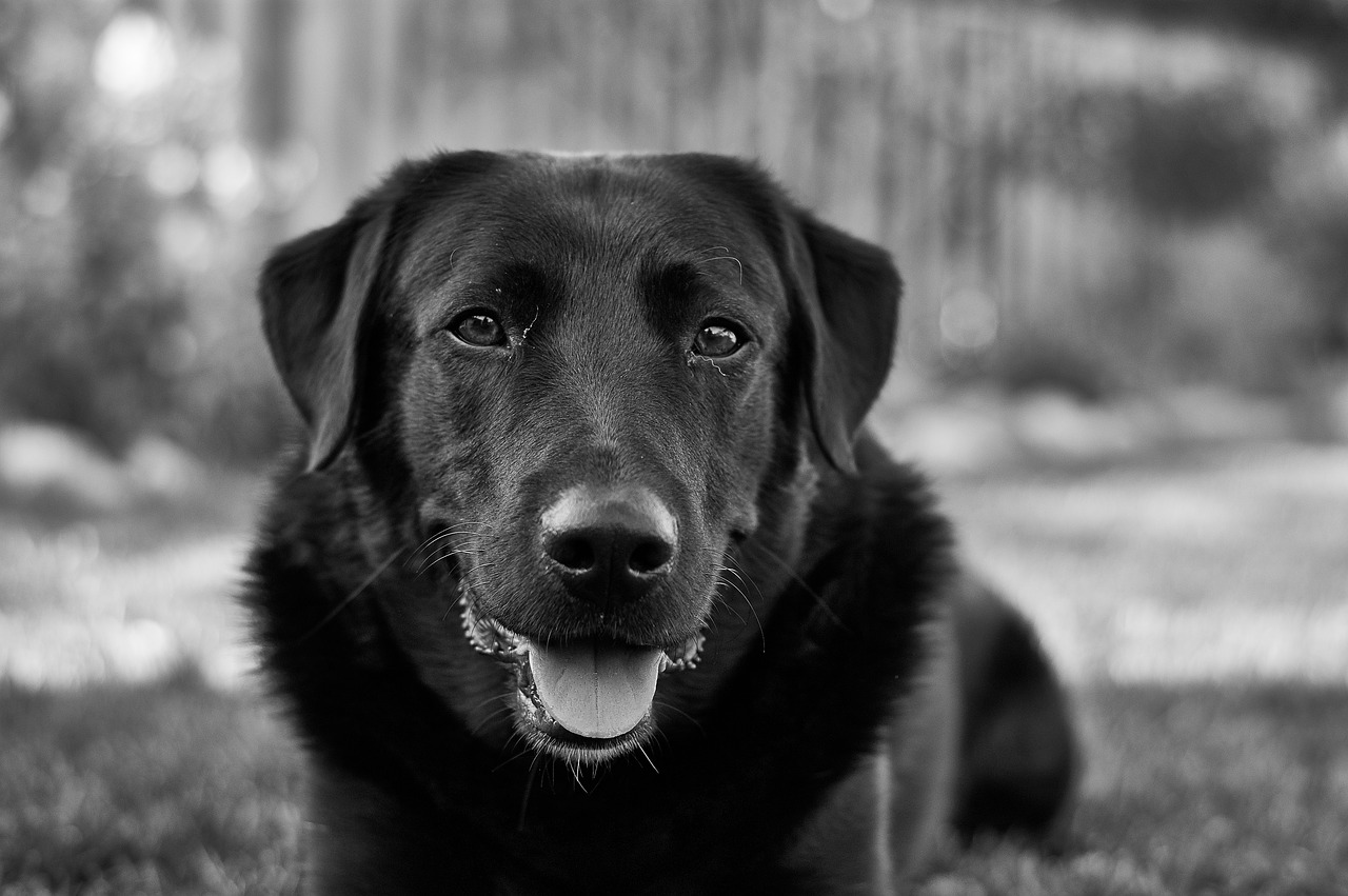 Labradoras, Šuo, Naminis Gyvūnėlis, Juodas Kailis, Gyvūnai Portretas, Nemokamos Nuotraukos,  Nemokama Licenzija