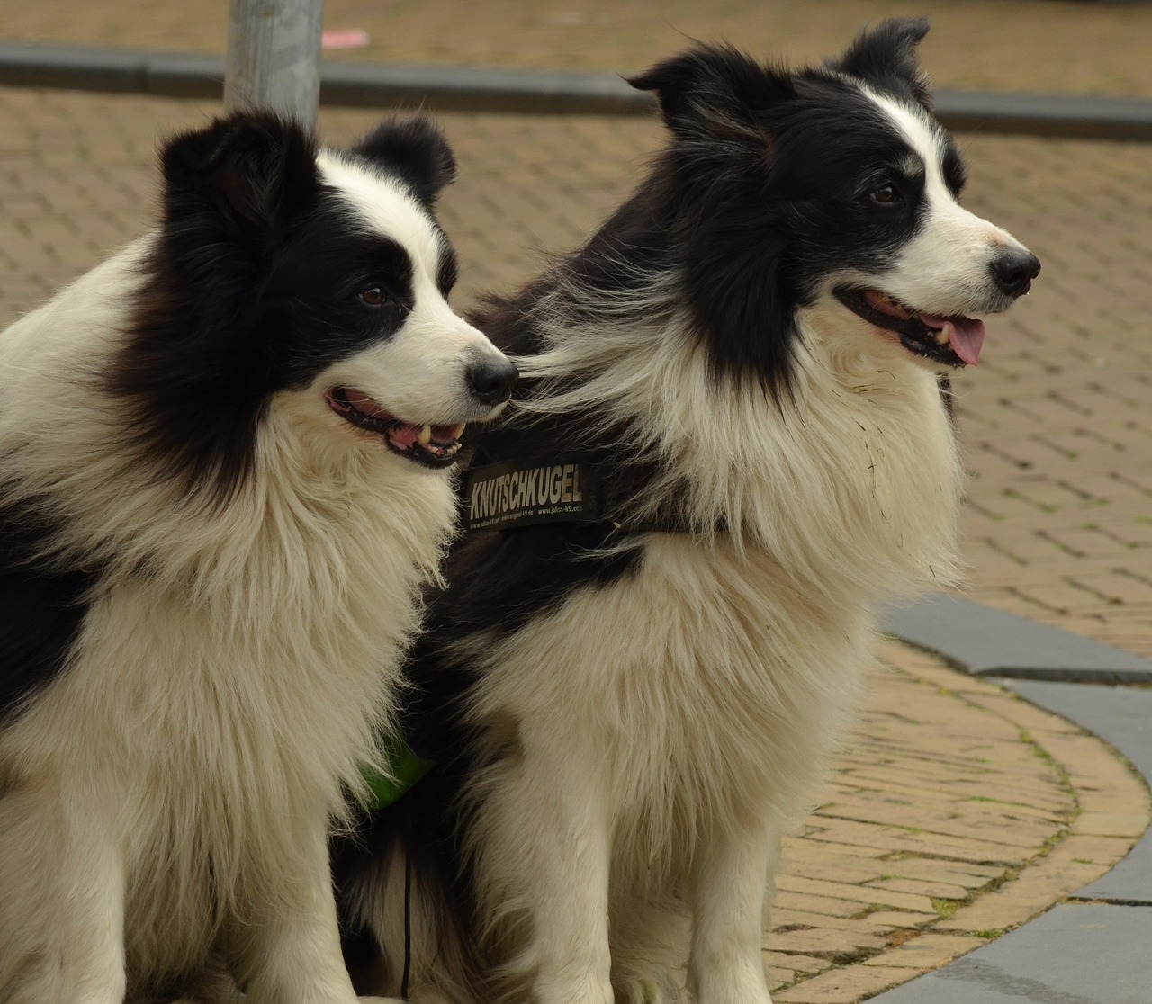 Šuo, Border-Collie, Naminis Gyvūnėlis, Kolis, Balta, Juoda, Nemokamos Nuotraukos,  Nemokama Licenzija