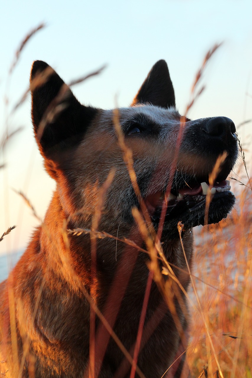 Šuo, Canis Lupus, Naminis Gyvūnėlis, Australijos Galvijų Šuo, Veislė, Grynakraujis, Nemokamos Nuotraukos,  Nemokama Licenzija