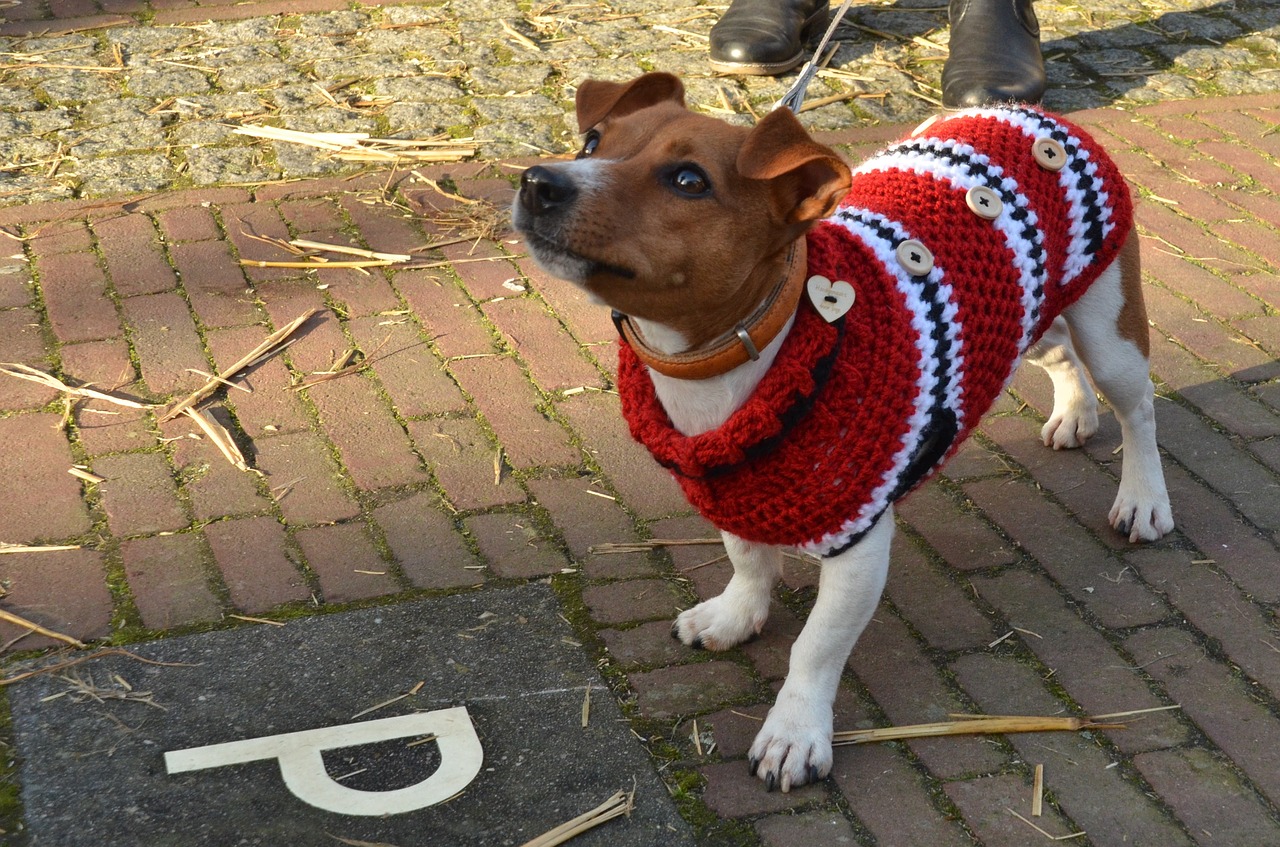 Šuo, Jack Russell, Naminis Gyvūnėlis, Džemperis, Striukė, Kabliukai, Šaltas, Žiema, Nemokamos Nuotraukos,  Nemokama Licenzija