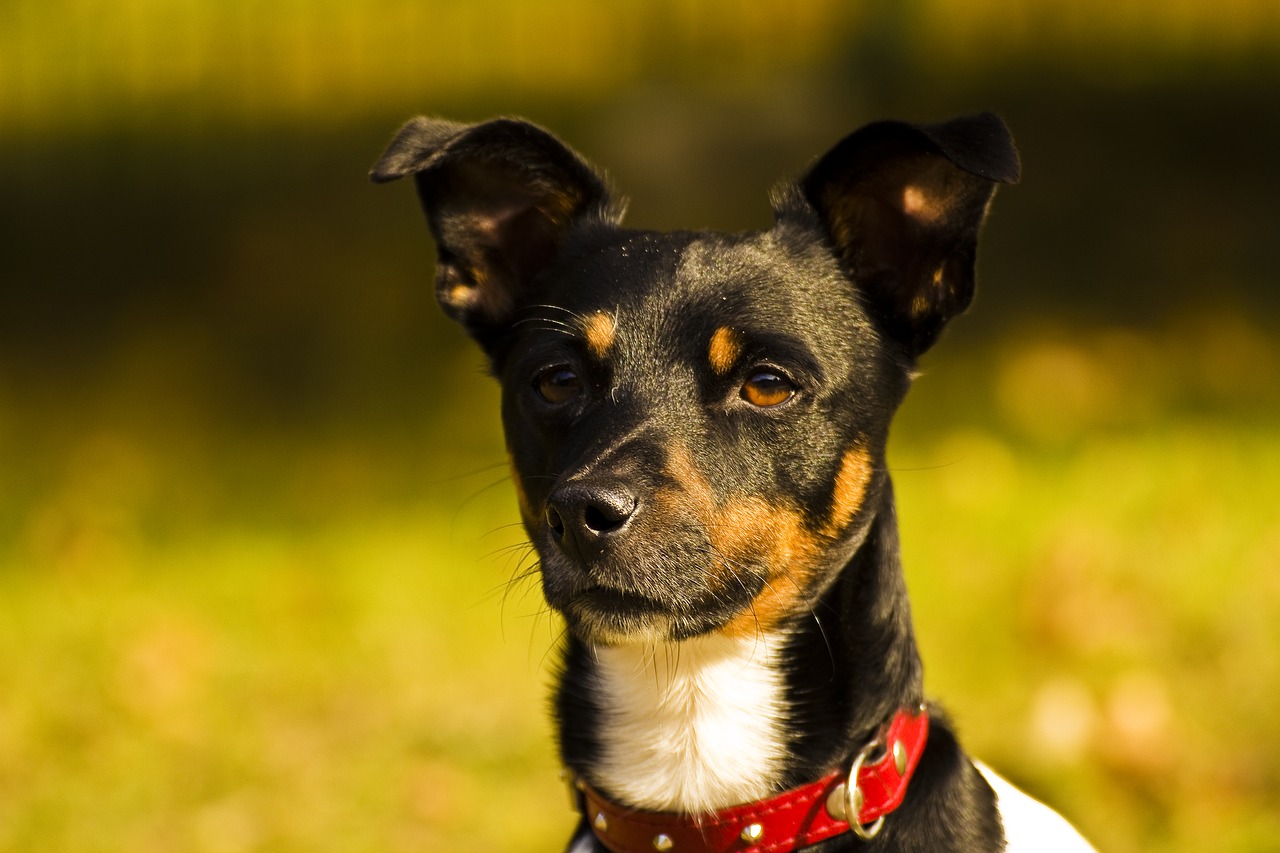 Šuo, Šunys, Medžioklės Šuo, Hundeportrait, Gyvūnas, Saldus, Vaizdas, Nemokamos Nuotraukos,  Nemokama Licenzija