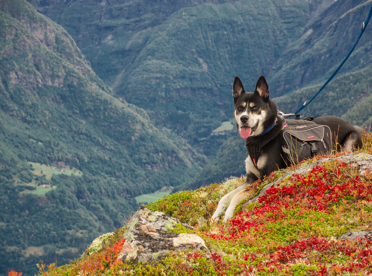 Šuo, Kalnai, Žygiai, Norvegija, Kraštovaizdis, Žiema, Gamta, Gyvūnas, Rokas, Alpių