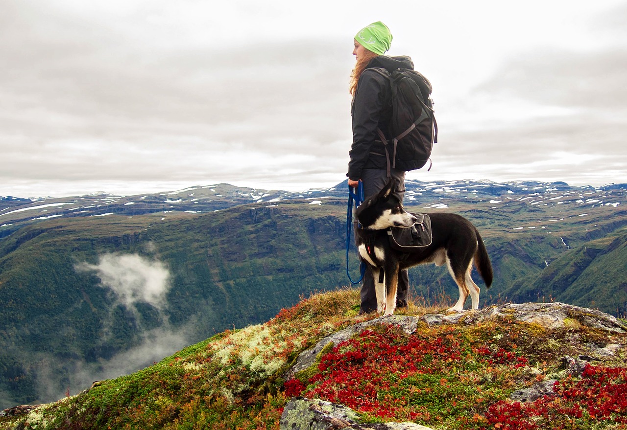 Šuo, Kalnai, Žygiai, Norvegija, Kraštovaizdis, Žiema, Gamta, Gyvūnas, Rokas, Alpių