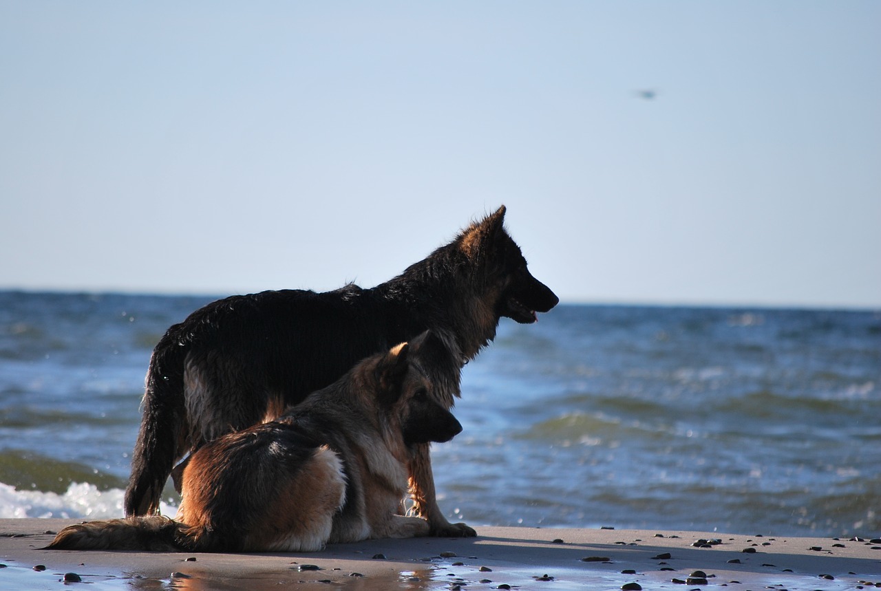 Šuo, Vanduo, Baltijos Jūra, Avinėlis, Nemokamos Nuotraukos,  Nemokama Licenzija