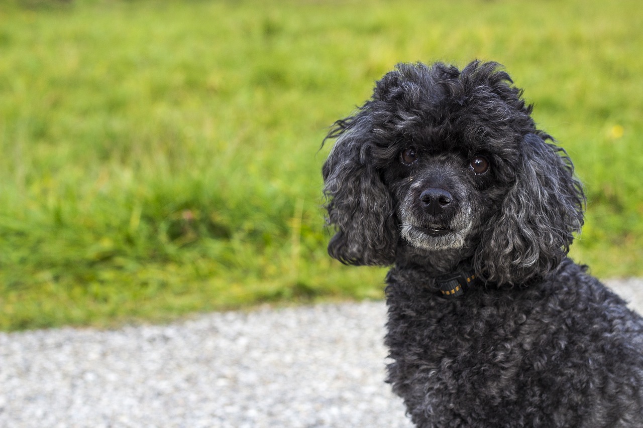 Šuo, Šunys, Medžioklės Šuo, Hundeportrait, Gyvūnas, Saldus, Vaizdas, Nemokamos Nuotraukos,  Nemokama Licenzija