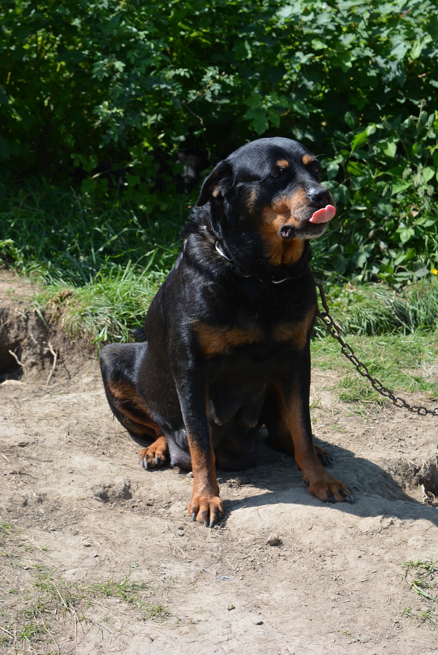 Šuo, Kovos Šuo, Taikus, Rottweiler, Nemokamos Nuotraukos,  Nemokama Licenzija