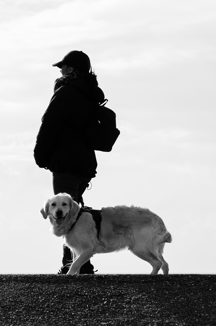 Šuo, Žmogus, Gyvūnas, Papludimys, Labradoras, Laukinės Gamtos Fotografija, Šuo Eina, Gyvūninės Fotografijos, Švietimas, Linksma