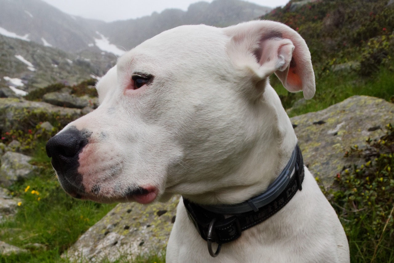 Šuo, Gyvūnų Portretas, Naminis Gyvūnėlis, Laukinės Gamtos Fotografija, Galva, Dogo Argentino, Gyvūnas, Nemokamos Nuotraukos,  Nemokama Licenzija