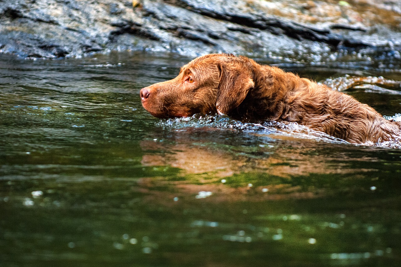 Šuo, Chesapeiko Įlankos Retriveris, Augintiniai, Nemokamos Nuotraukos,  Nemokama Licenzija