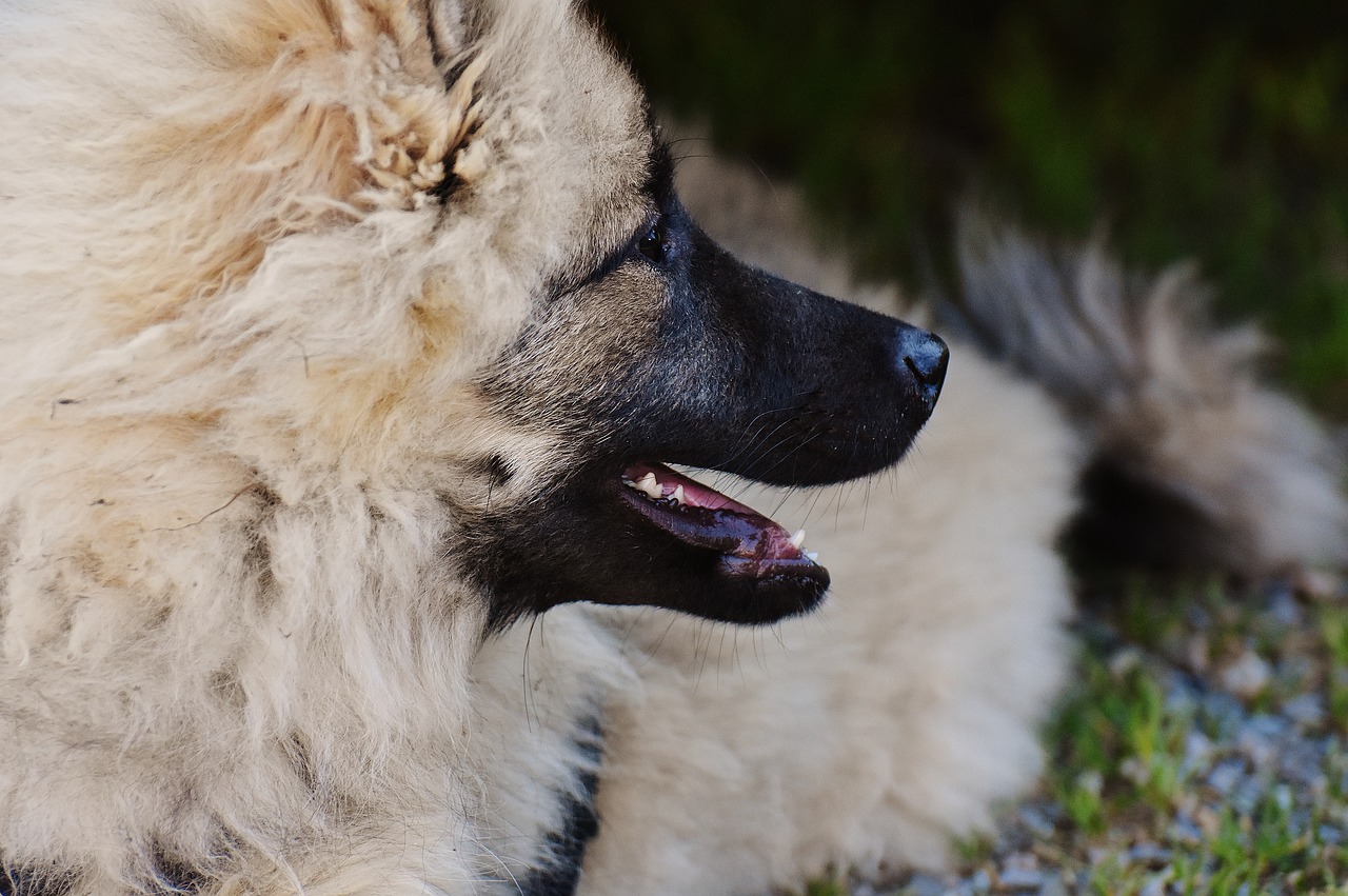 Šuo, Kailis, Wuschelig, Gyvūnas, Laukinės Gamtos Fotografija, Mielas, Saldus, Juokinga, Nemokamos Nuotraukos,  Nemokama Licenzija