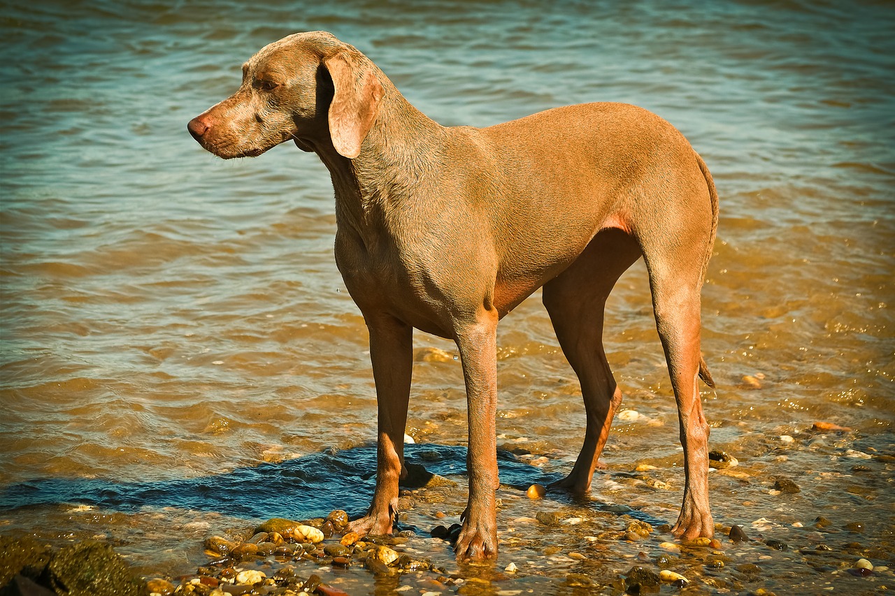 Šuo, Weimaraner, Gyvūnas, Naminis Gyvūnėlis, Gyvūnų Portretas, Medžioklės Šuo, Gyvenimo Džiaugsmas, Šunų Veislė, Vanduo, Papludimys