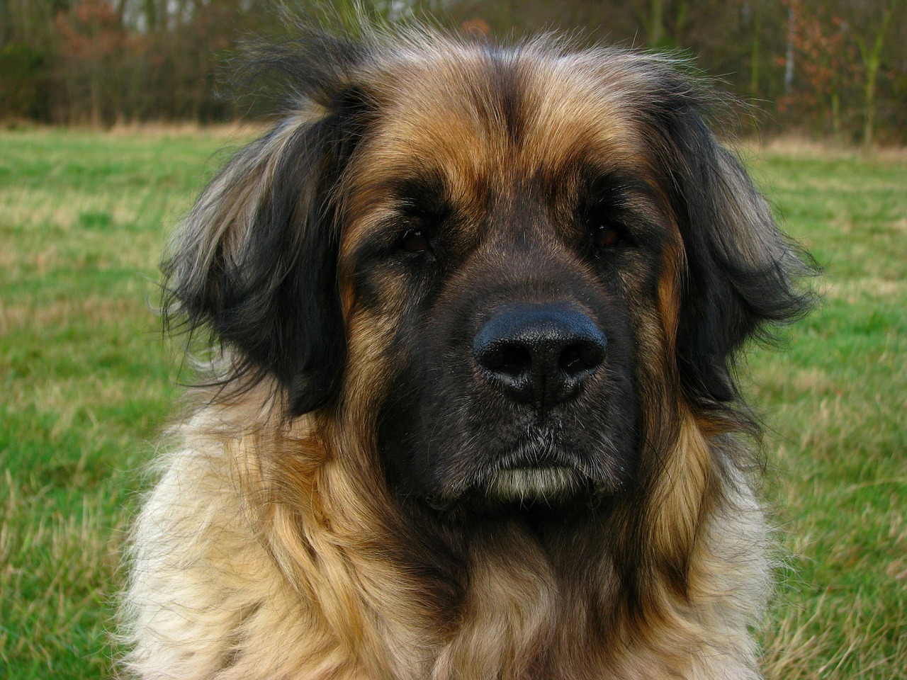 Šuo, Leonberger, Gyvūnas, Šunys, Naminis Gyvūnėlis, Didelis, Galva, Iš Arti, Portretas, Nuotrauka