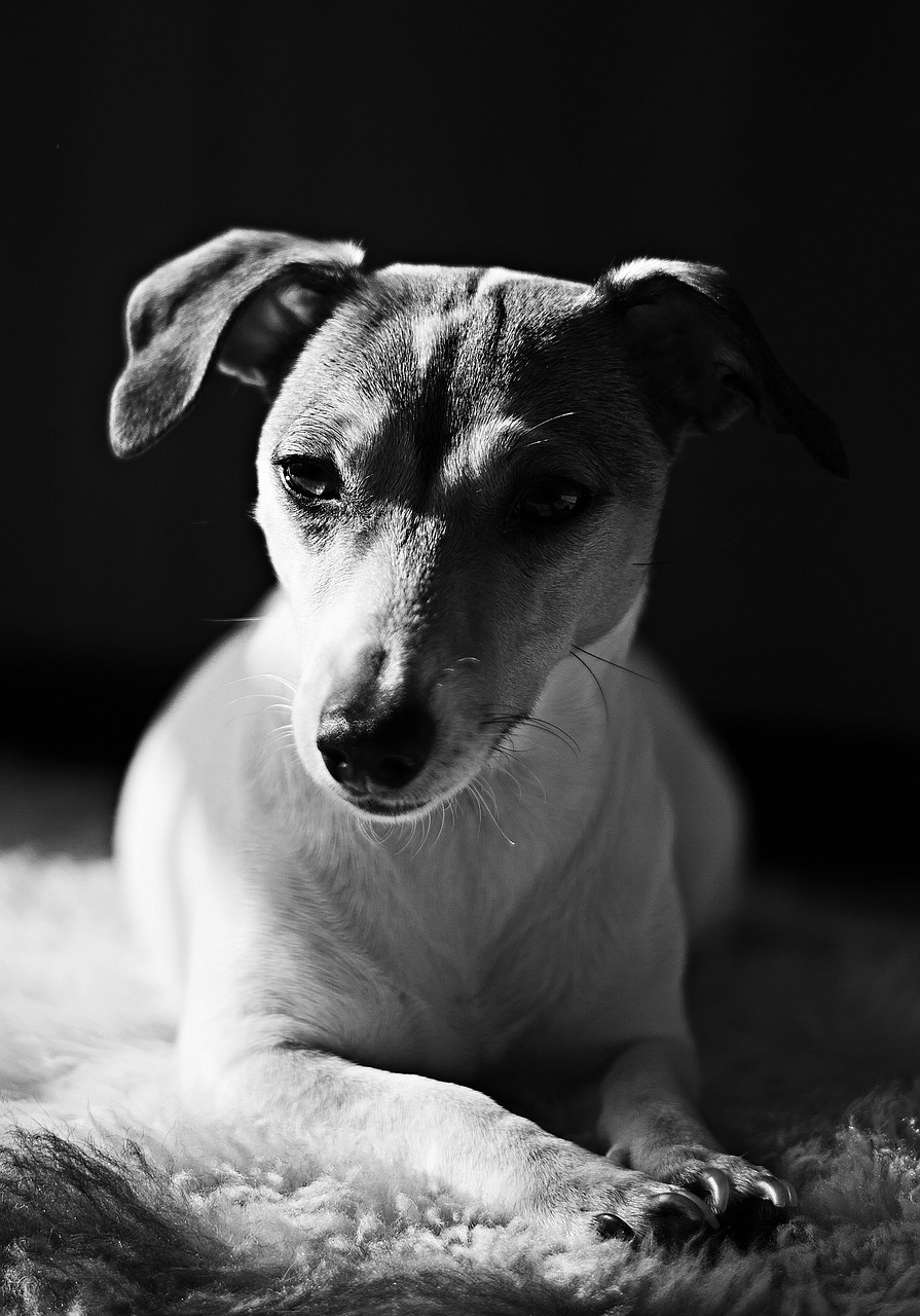 Šuo, Portretas, Gyvūnų Portretas, Jack Russell Terrier, Nemokamos Nuotraukos,  Nemokama Licenzija