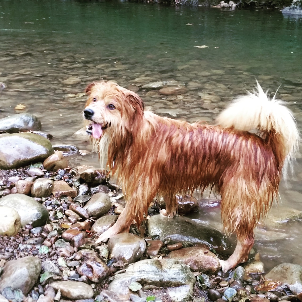 Šuo, Laimingas, Upė, Gamta, Vanduo, Žaisti, Nemokamos Nuotraukos,  Nemokama Licenzija
