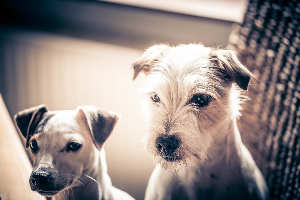 Šunys, Augintiniai, Jack Russell Terrier, Sepija, Du, Nemokamos Nuotraukos,  Nemokama Licenzija