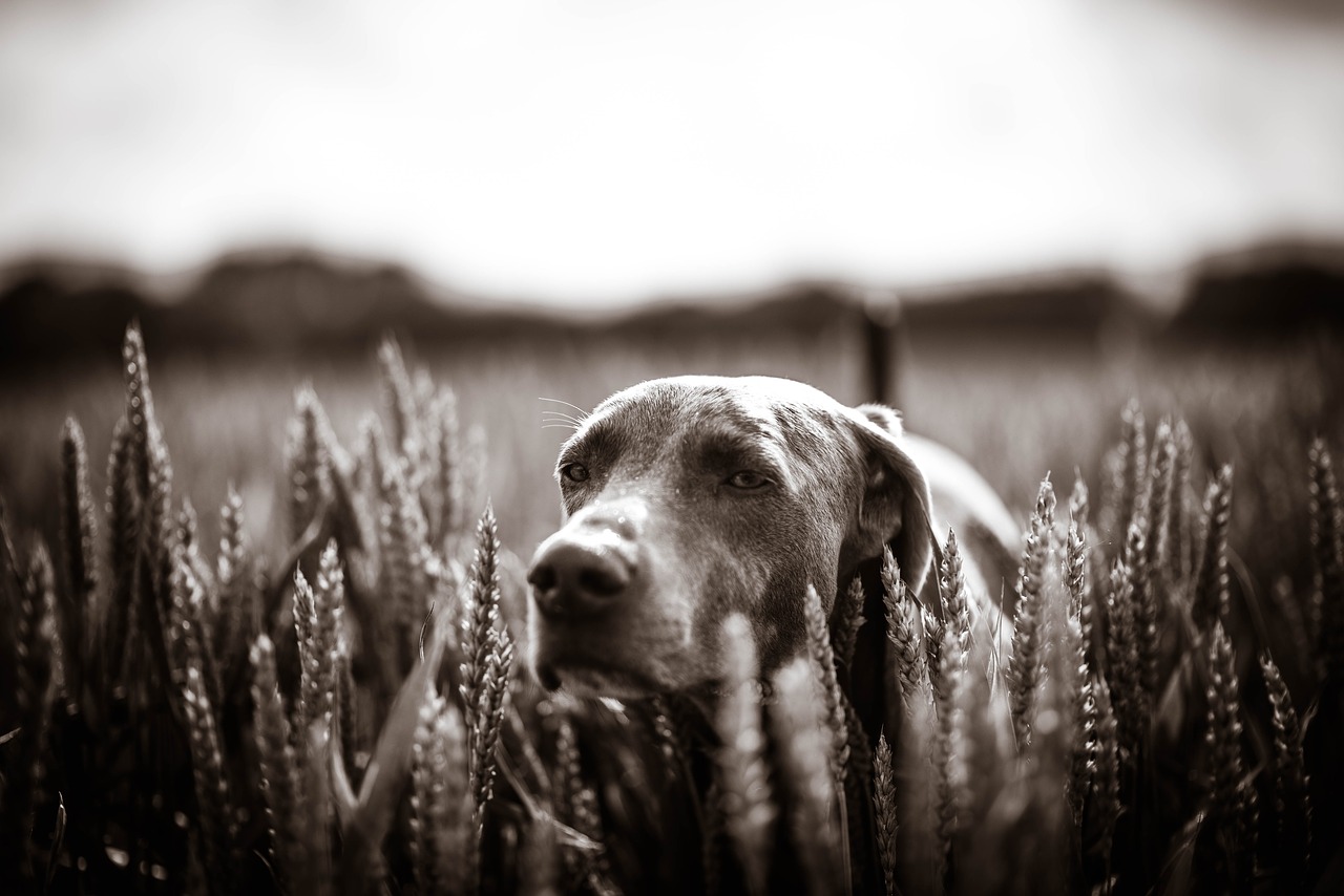 Šuo, Labradoras, Pieva, Weimaraner, Laukas, Sepija, Gamta, Lauke, Nemokamos Nuotraukos,  Nemokama Licenzija