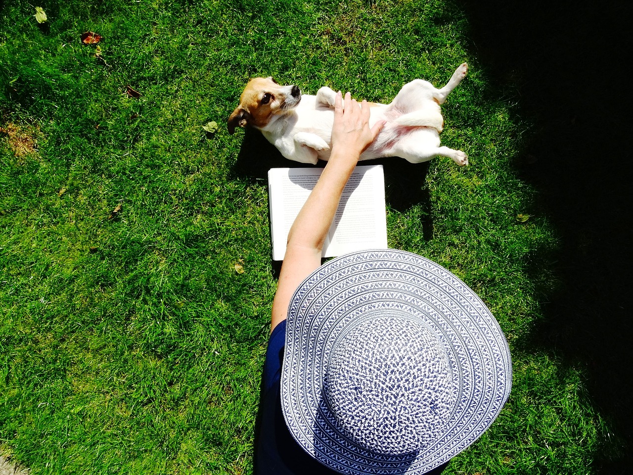 Šuo, Šunys, Naminis Gyvūnėlis, Šunys, Gyvūnas, Gyvūnai, Jack Russell, Atsipalaiduoti, Skaityti, Knyga