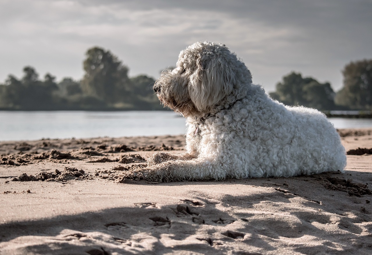 Šuo, Goldendoodle, Mėgautis Saule, Hibridas, Naminis Gyvūnėlis, Laukinės Gamtos Fotografija, Papludimys, Elbe, Gyvūnų Portretas, Nemokamos Nuotraukos