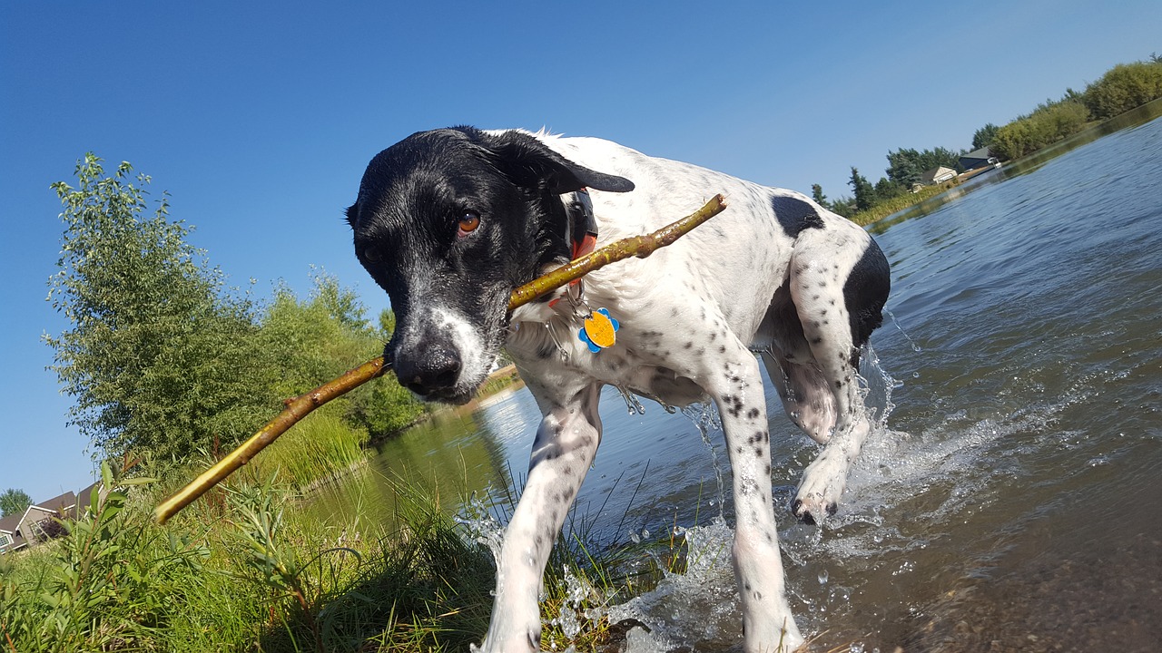 Šuo, Pasiimti, Tvenkinys, Gyvūnas, Naminis Gyvūnėlis, Stick, Vokiečių Shorthair, Nemokamos Nuotraukos,  Nemokama Licenzija