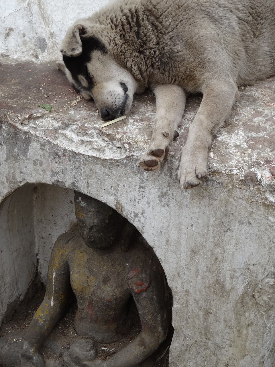 Šuo, Statula, Buda, Benamiai, Gyvūnai, Miegoti, Lauke, Nepalas, Nemokamos Nuotraukos,  Nemokama Licenzija