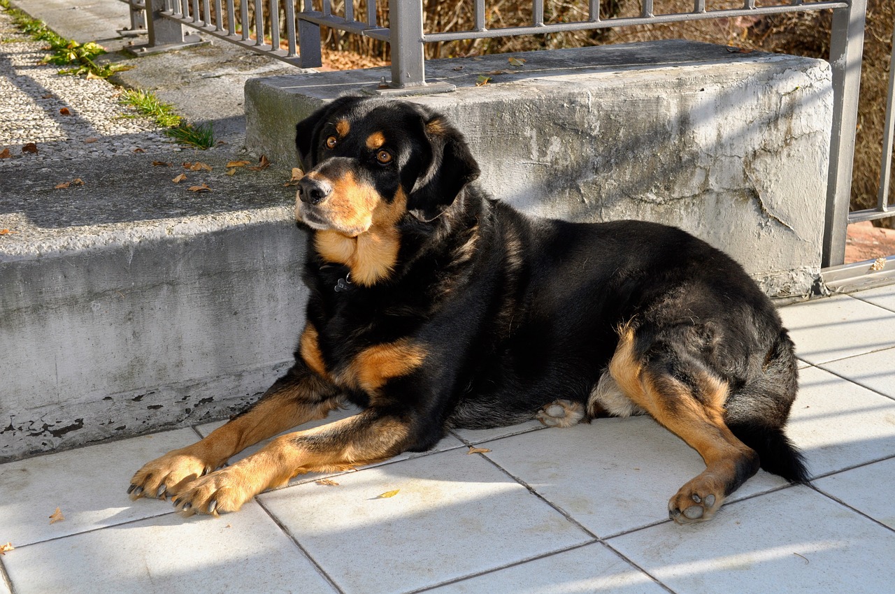 Šuo, Rottweiler, Veislė, Gulintis, Naminis Gyvūnėlis, Meilė, Amici, Gyvūnas, Snukis, Gyvūnai