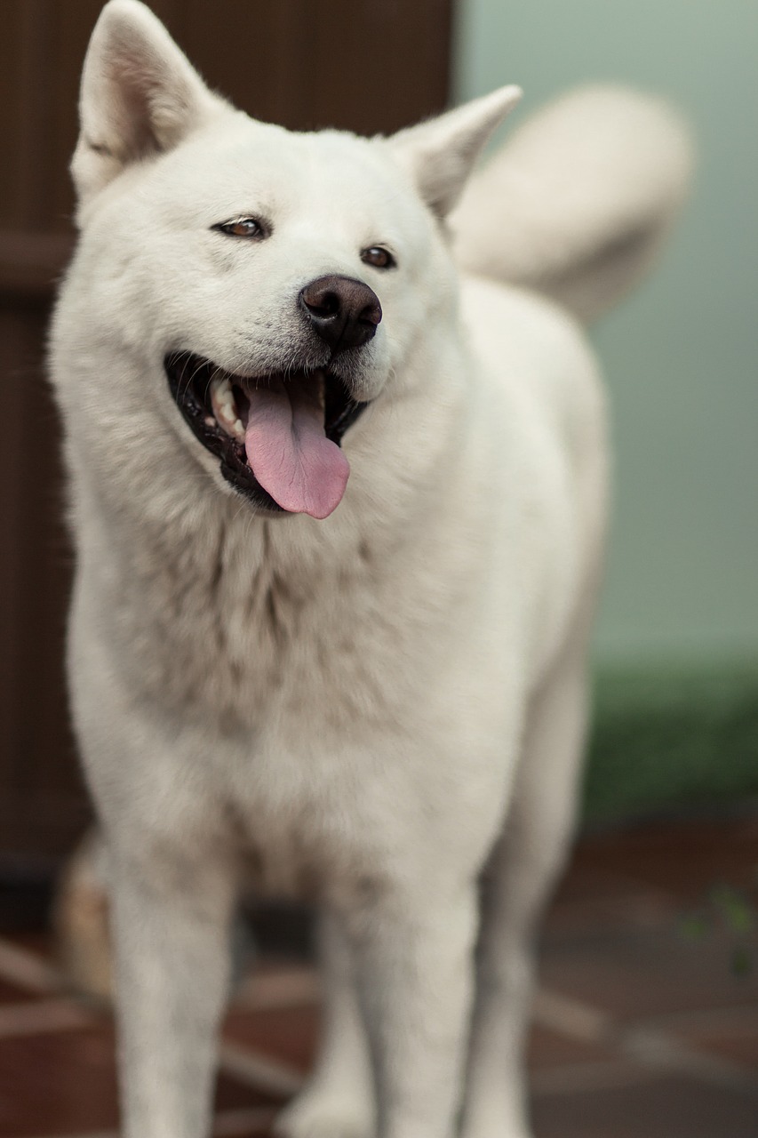 Šuo, Akita, Šypsena, Akita Inu, Veislė, Japanese, Šunys, Lauke, Portretas, Laimingas