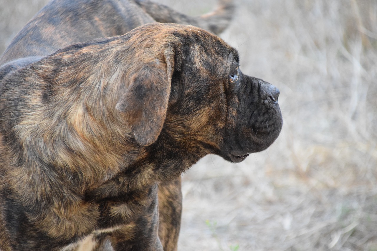 Šuo, Kovos Šuo, Kaniko Korsas, Canecorso, Uždaryti, Ruda, Tylus, Vaizdas, Siluetas, Lenktynės