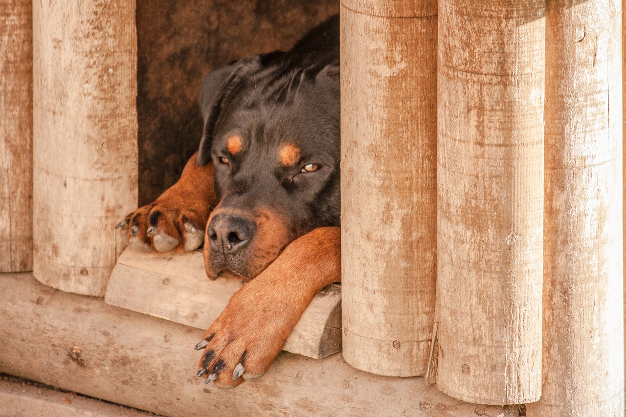 Rottweiler, Šuo, Miegoti, Šuns Būda, Liūdnas, Naminis Gyvūnėlis, Nemokamos Nuotraukos,  Nemokama Licenzija