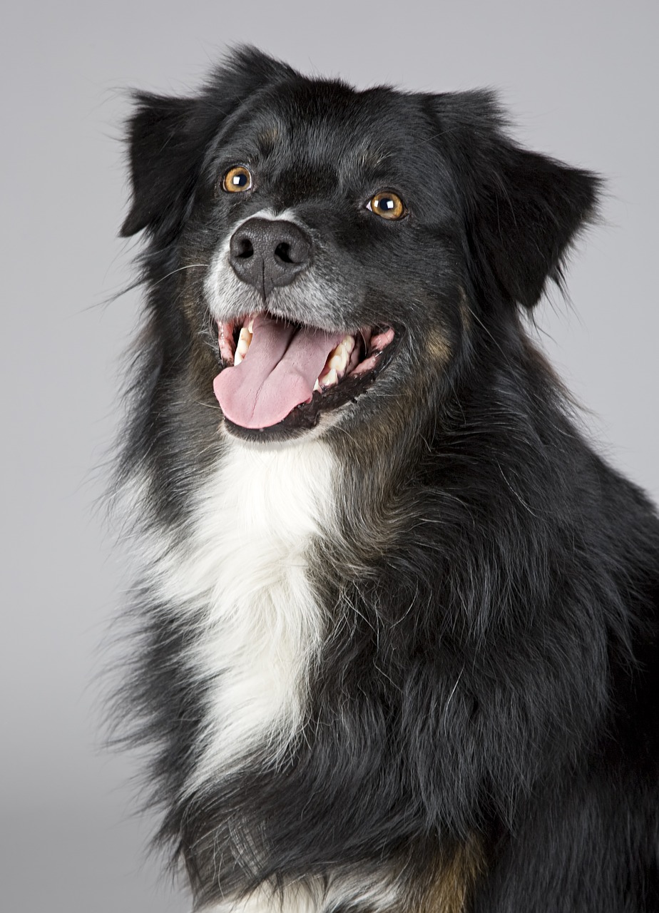 Šuo, Gyvūnų Portretas, Sheltie, Uždaryti, Pabudęs, Šunų Portretas, Įdomu, Naminių Gyvūnėlių Portretų Grynaveislis, Laukinės Gamtos Fotografija, Nemokamos Nuotraukos