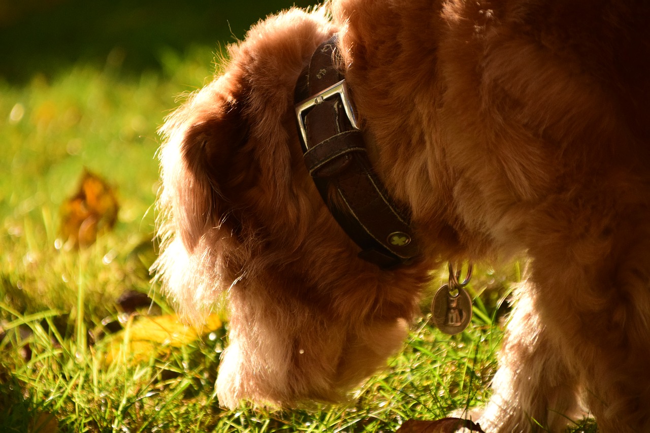 Šuo, Hibridas, Gyvūnas, Naminis Gyvūnėlis, Mažas Šuo, Plaukuotas, Paieška, Sniffing, Ruduo, Saulės Šviesa