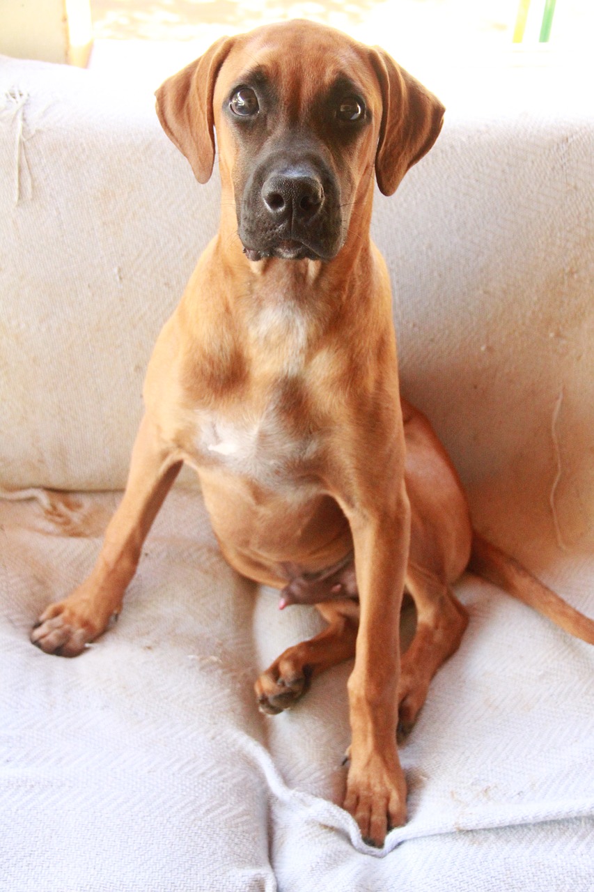 Šuo, Brazilijos Eilutė, Sofa, Nemokamos Nuotraukos,  Nemokama Licenzija