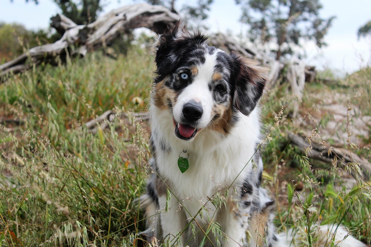 Šuo, Headtilt, Gamta, Šuniukas, Žolė, Rąstai, Žavinga, Mediena, Mielas, Gyvūnas