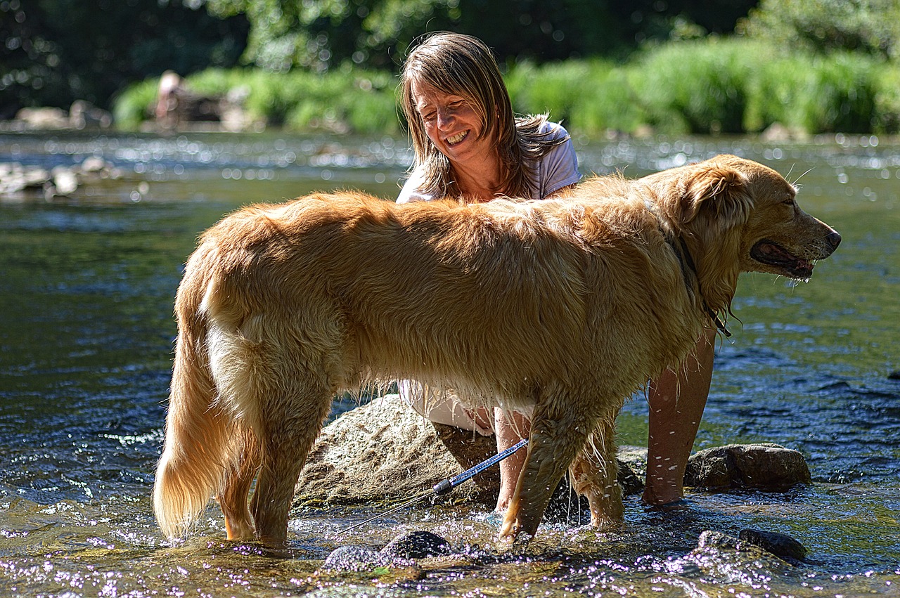 Šuo, Auksaspalvis Retriveris, Gyvūnas, Naminis Gyvūnas, Naminis Gyvūnėlis, Auksinis, Upelis, Grooming, Patinas, Nemokamos Nuotraukos