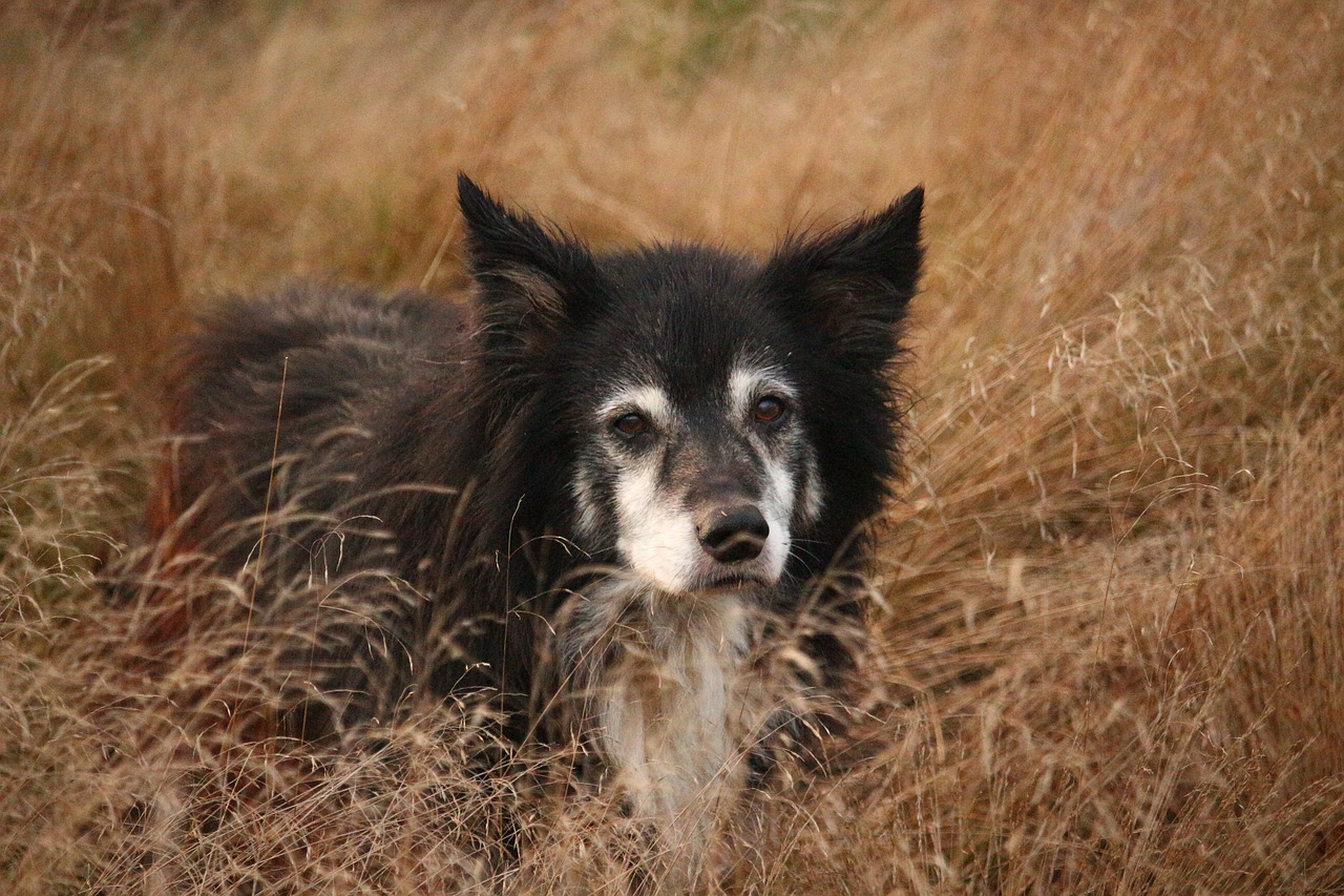 Šuo, Sienos, Veislinis Šuo, Grynaveislis Šuo, Žolė, Ruduo, Sienos Kolis, Britų Aviganis, Hundeportrait, Kolis