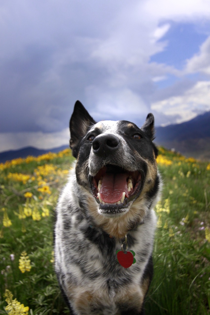 Šuo, Šunys, Gamta, Šypsena, Laukinės Vasaros Spalvos, Nemokamos Nuotraukos,  Nemokama Licenzija