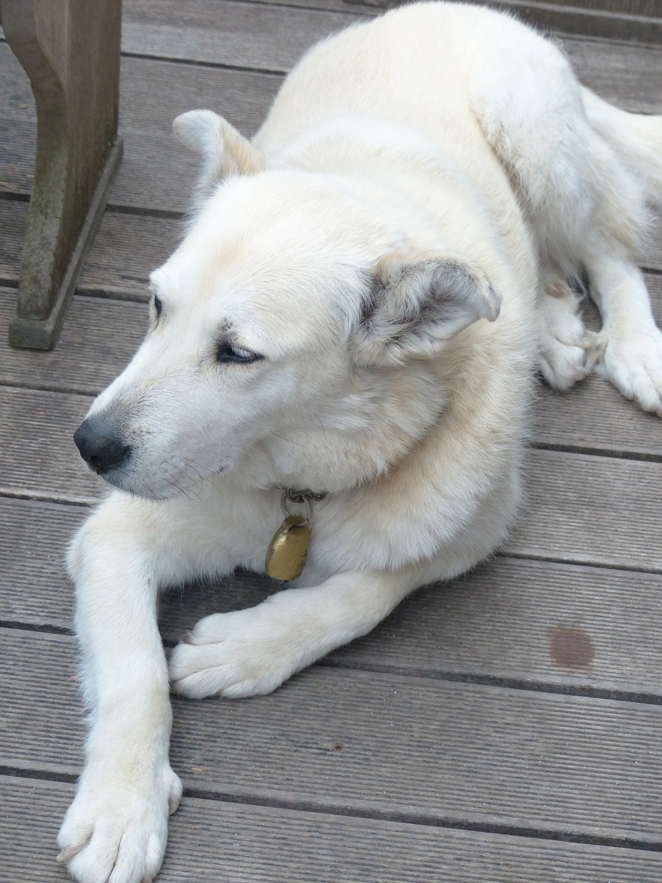 Šuo, Balta, Kailis, Husky Mongrel, Hibridas, Husky, Rūpestis, Laukti, Brangioji, Gerai