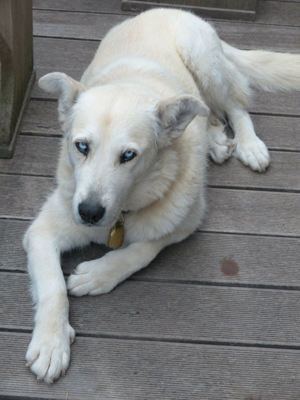 Šuo, Balta, Kailis, Husky Mongrel, Hibridas, Husky, Rūpestis, Laukti, Brangioji, Gerai