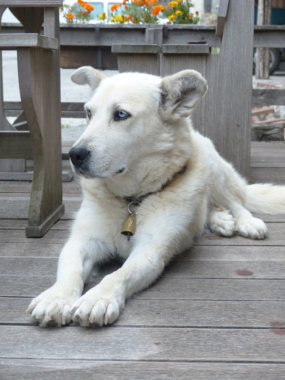 Šuo, Balta, Veidas, Akys, Portretas, Kailis, Husky Mongrel, Pabusti, Prabudau, Gyvas