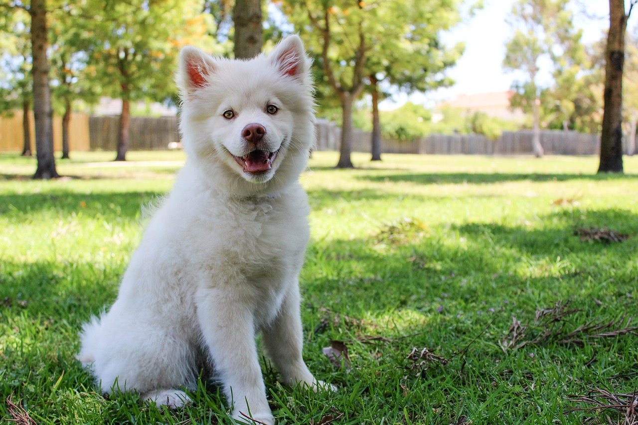 Šuo, Saulė, Vasara, Mielas, Šuniukas, Finnishlapphund, Laimingas, Linksma, Saulės Šviesa, Saulėtas