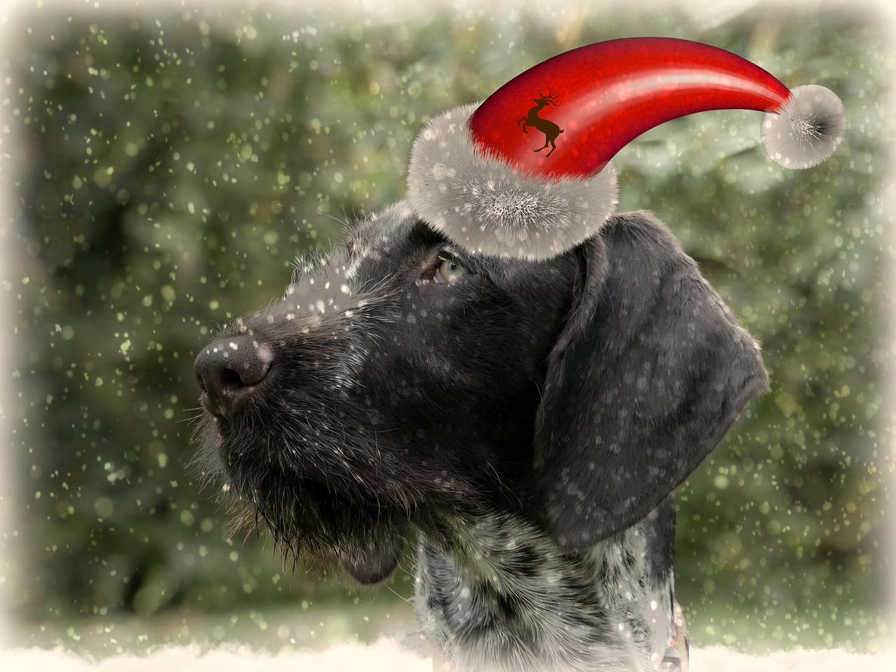 Šuo, Kalėdos, Kalėdų Šuo, Gyvūnas, Gyvūnų Pasaulis, Kalėdų Aštuoni Vyro Skrybėlę, Dangtelis, Bobble Hat, Linksma, Žiema