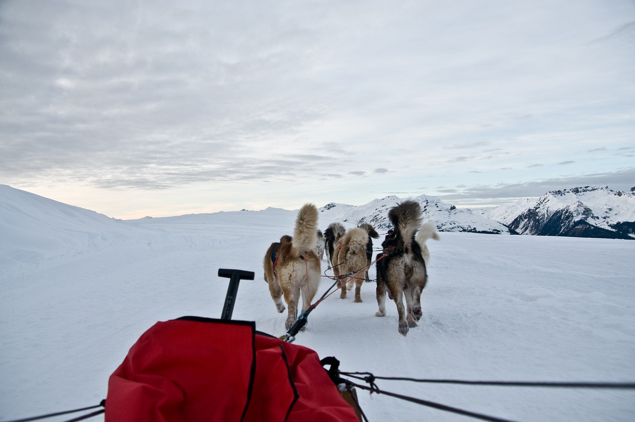 Šuo, Kelnės, Sniegas, Kalnas, Nemokamos Nuotraukos,  Nemokama Licenzija